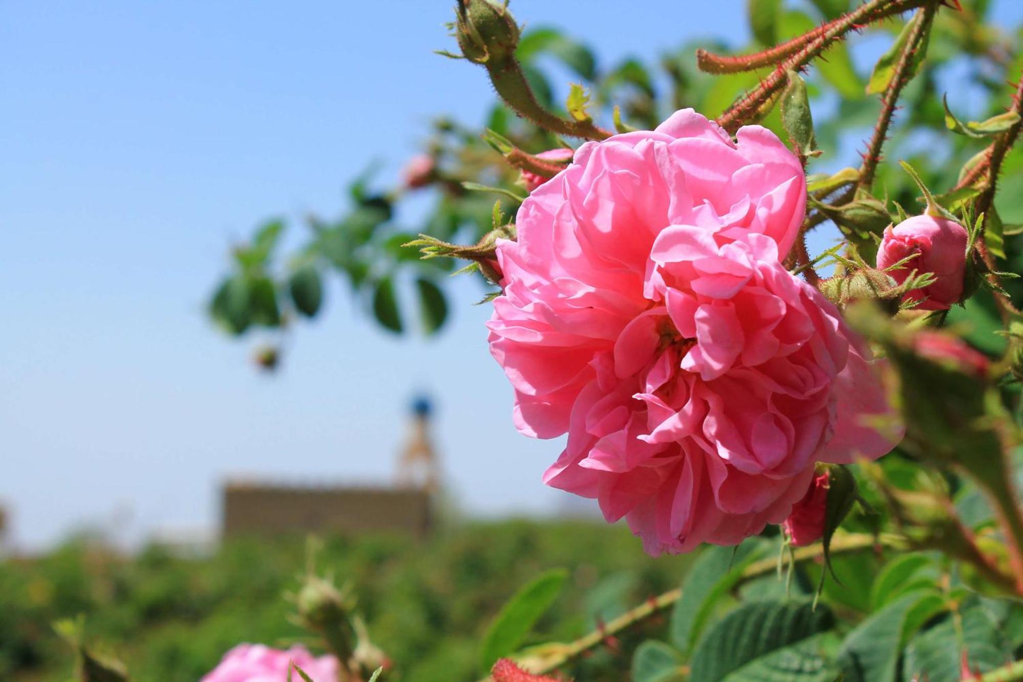 Hotel Alila Jabal Akhdar Al Khutaym Esterno foto Rosa damascena